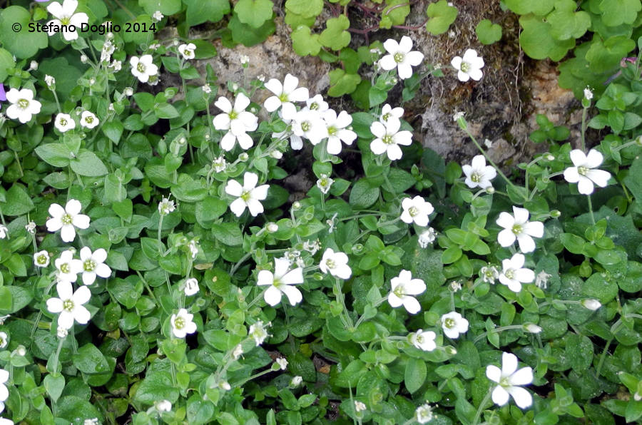 Arenaria bertolonii